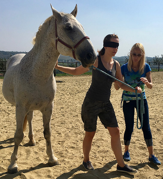 csoportos2 self developement coaching with horse