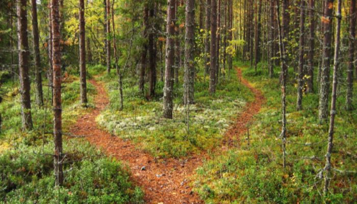 foglalkozasok1 two road in forest