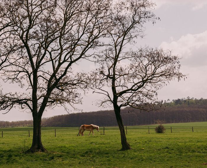ló szabadban sétál