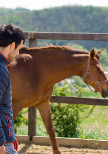 nyolcadik-2 man with horse
